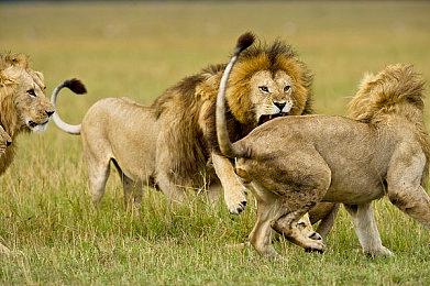 《艾尔登法环》发布v1.12.3更新补丁 再次调整游戏平衡